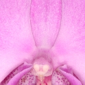 Macro Orchidee - 009